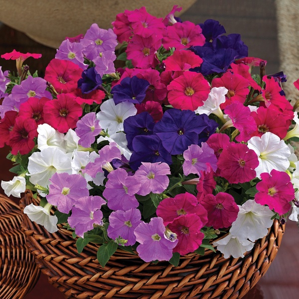 Petunia in kleuren P 9 cm Petunia in kleuren P 9 cm