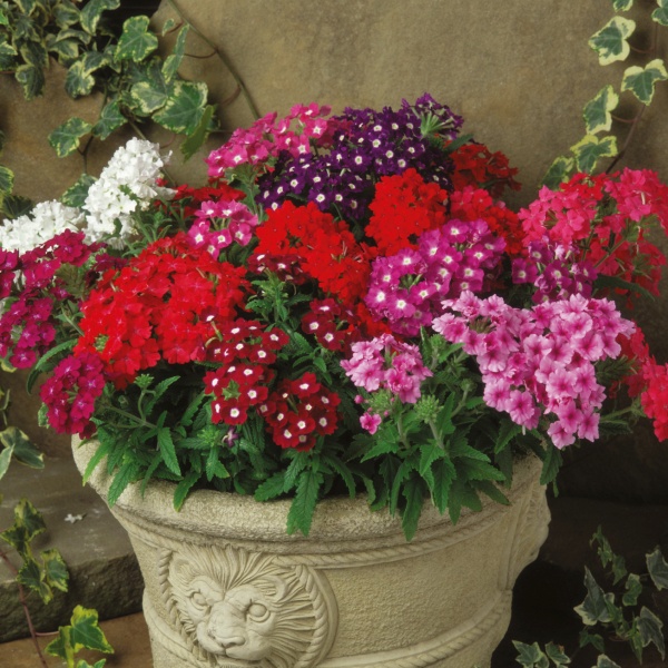 Verbena rechtstaand in kleuren P 9 cm Verbena rechtstaand in kleuren P 9 cm