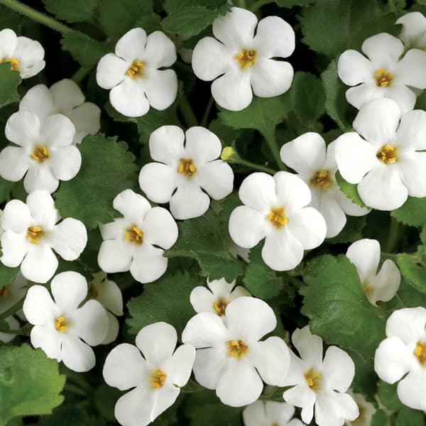 Bacopa / Sutera   wit / blanc