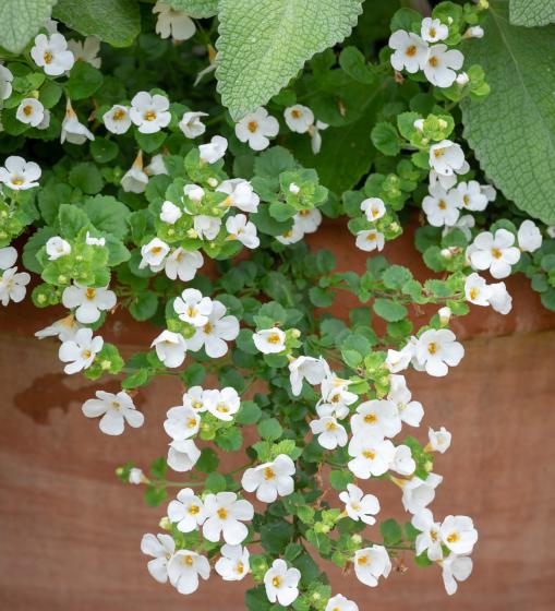 Bacopa / Sutera   wit / blanc