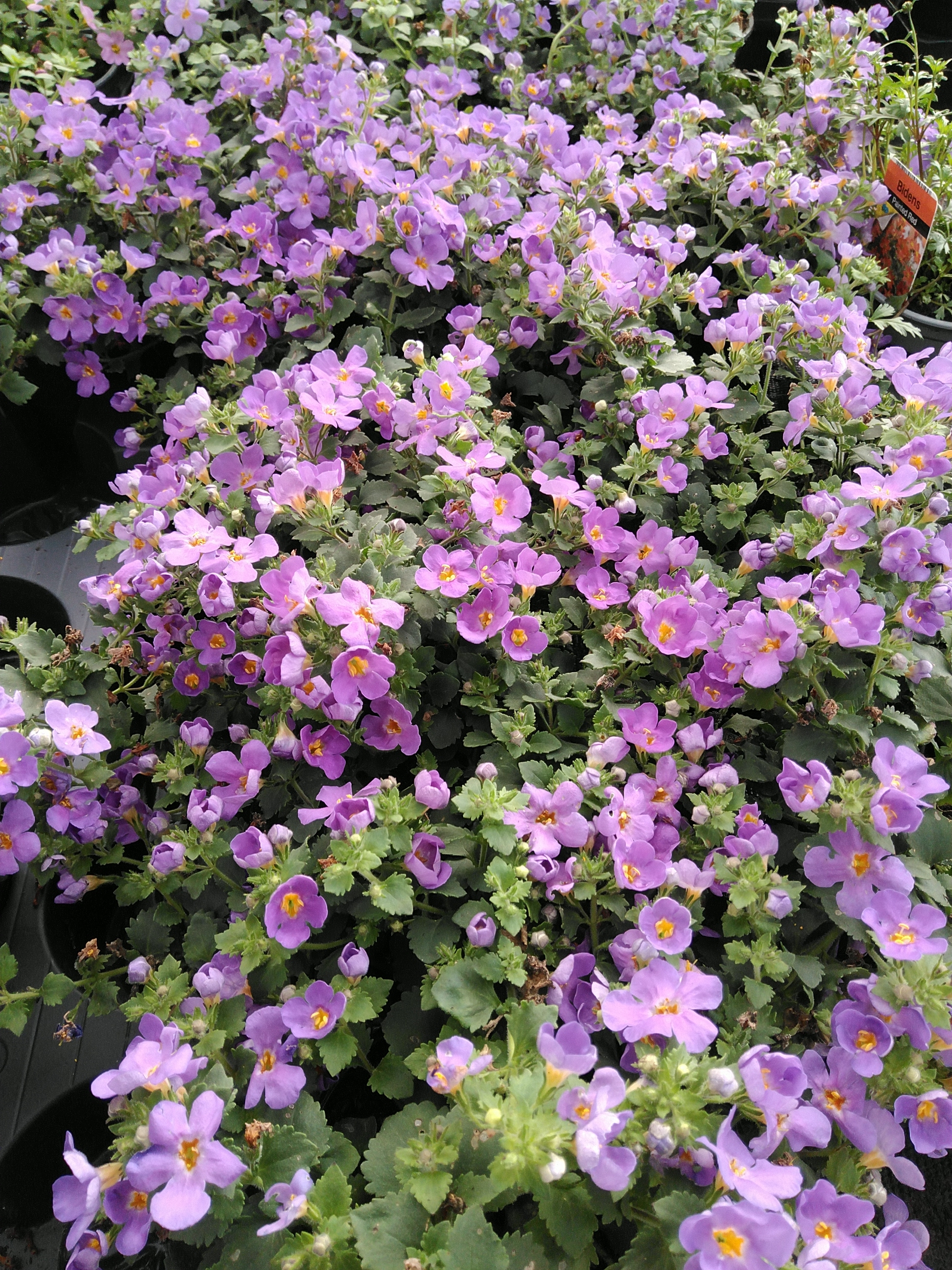 Bacopa / Sutera   wit / blanc