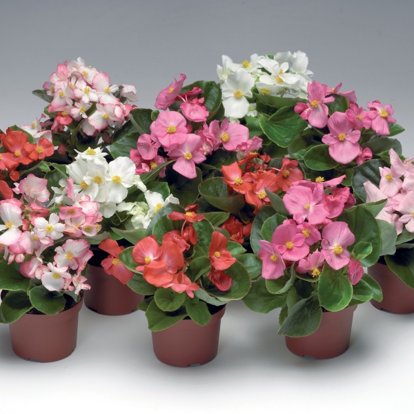 Begonia semperflorens   in kleuren