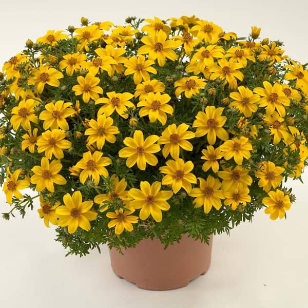 Bidens ferulifolia geel - jaune Bidens ferulifolia geel - jaune
