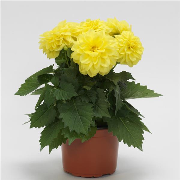 Dahlia in kleuren P10.5 cm Dahlia in kleuren P10.5 cm