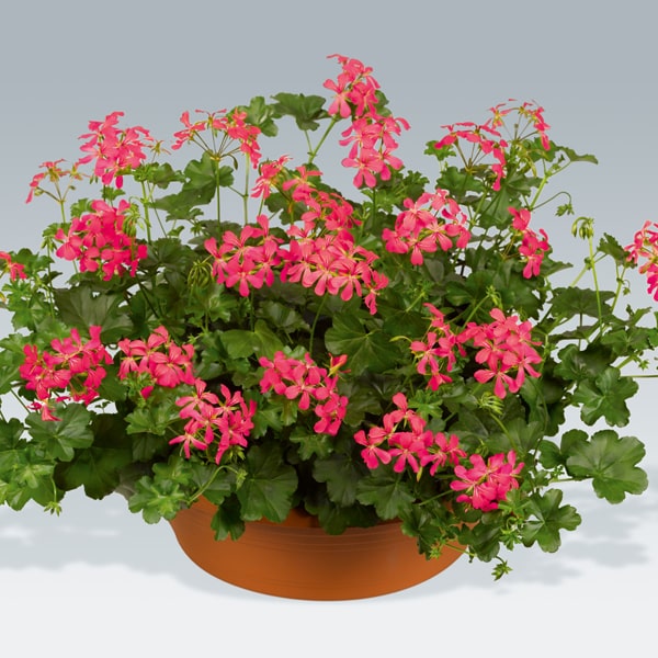 Geranium perkplant P 10.5 cm