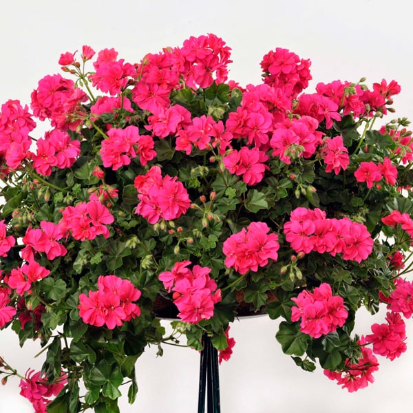 Geranium perkplant P 10.5 cm