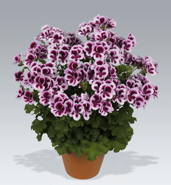 Geranium Candy Flower / TIPTOP Geranium Candy Flower / TIPTOP