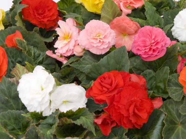 Knolbegonia in kleuren P 10.5 cm Knolbegonia in kleuren P 10.5 cm