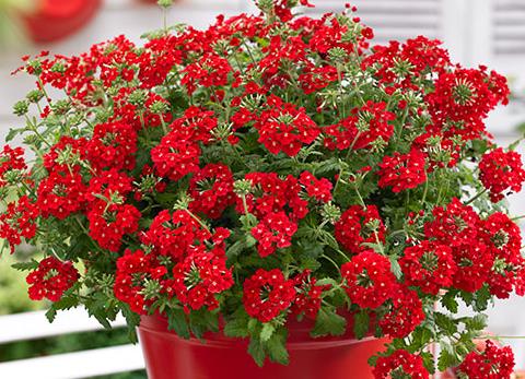 Hangverbena in kleuren / Verveine retombant Hangverbena in kleuren / Verveine retombant