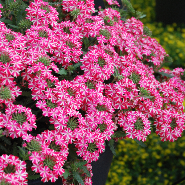 Hangverbena in kleuren / Verveine retombant Hangverbena in kleuren / Verveine retombant
