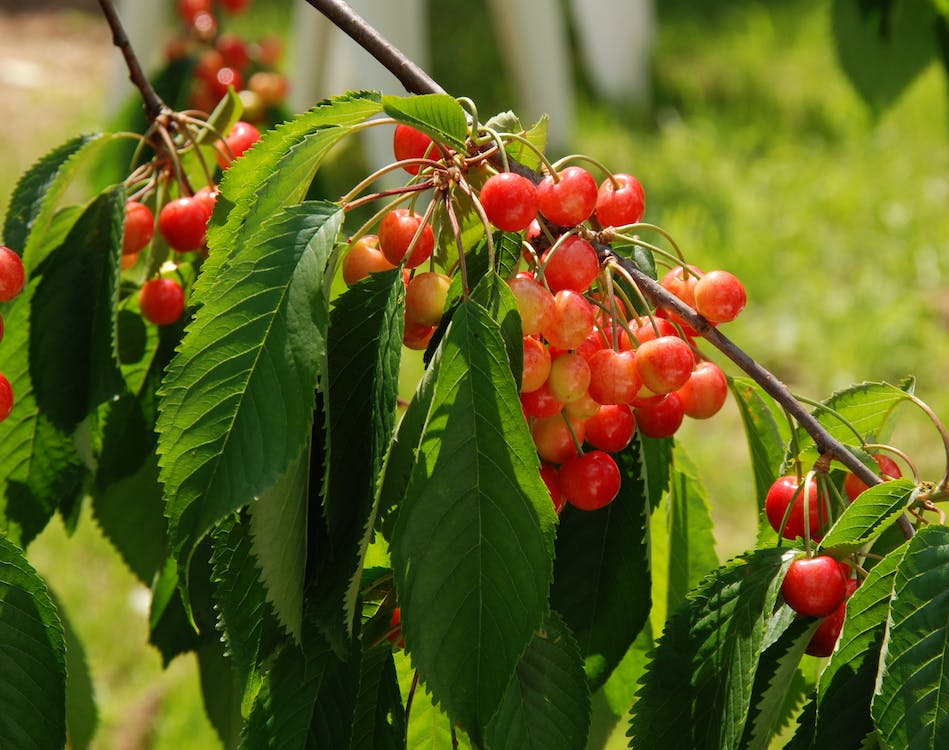 Prunus avium 'Big. Napoleon'  struik