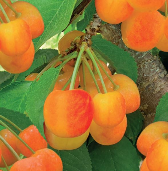 Prunus avium 'Big. Napoleon'  struik