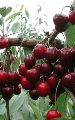 Prunus avium 'Bigarreau Van' Prunus avium 'Bigarreau Van'
