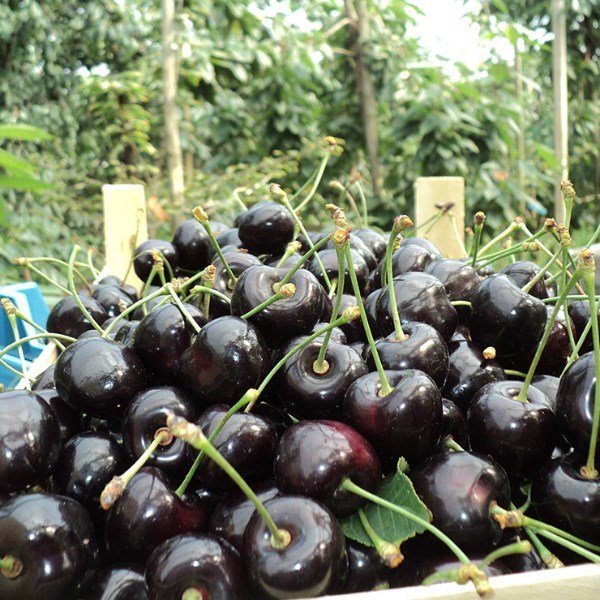 Prunus avium 'Bigarreau Noir' Prunus avium 'Bigarreau Noir'