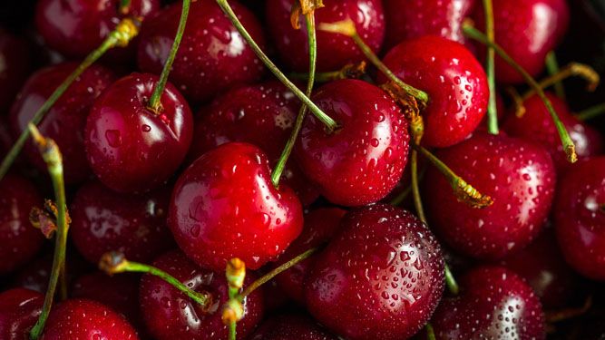 Prunus avium 'Early Rivers' DT Prunus avium 'Early Rivers' DT