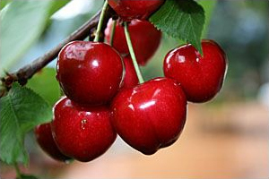 Prunus avium 'Griotte du Nord' - Noordkriek Prunus avium 'Griotte du Nord' - Noordkriek