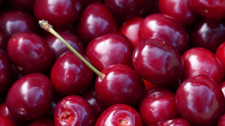 Prunus a. 'Regina' struik Prunus a. 'Regina' struik