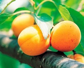 Prunus armeniaca Tros Oranje laag Prunus armeniaca Tros Oranje laag