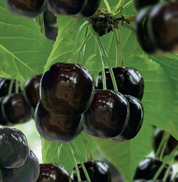 Prunus avium 'Burlat'