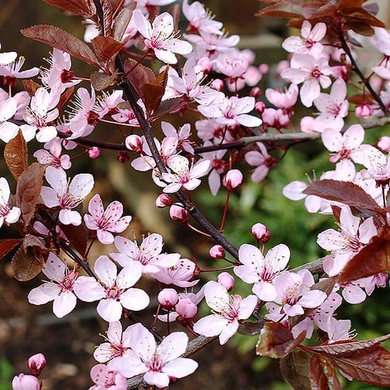 Prunus cerasifera 'Nigra'