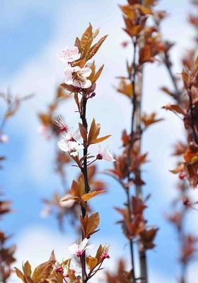 Prunus cerasifera 'Nigra'