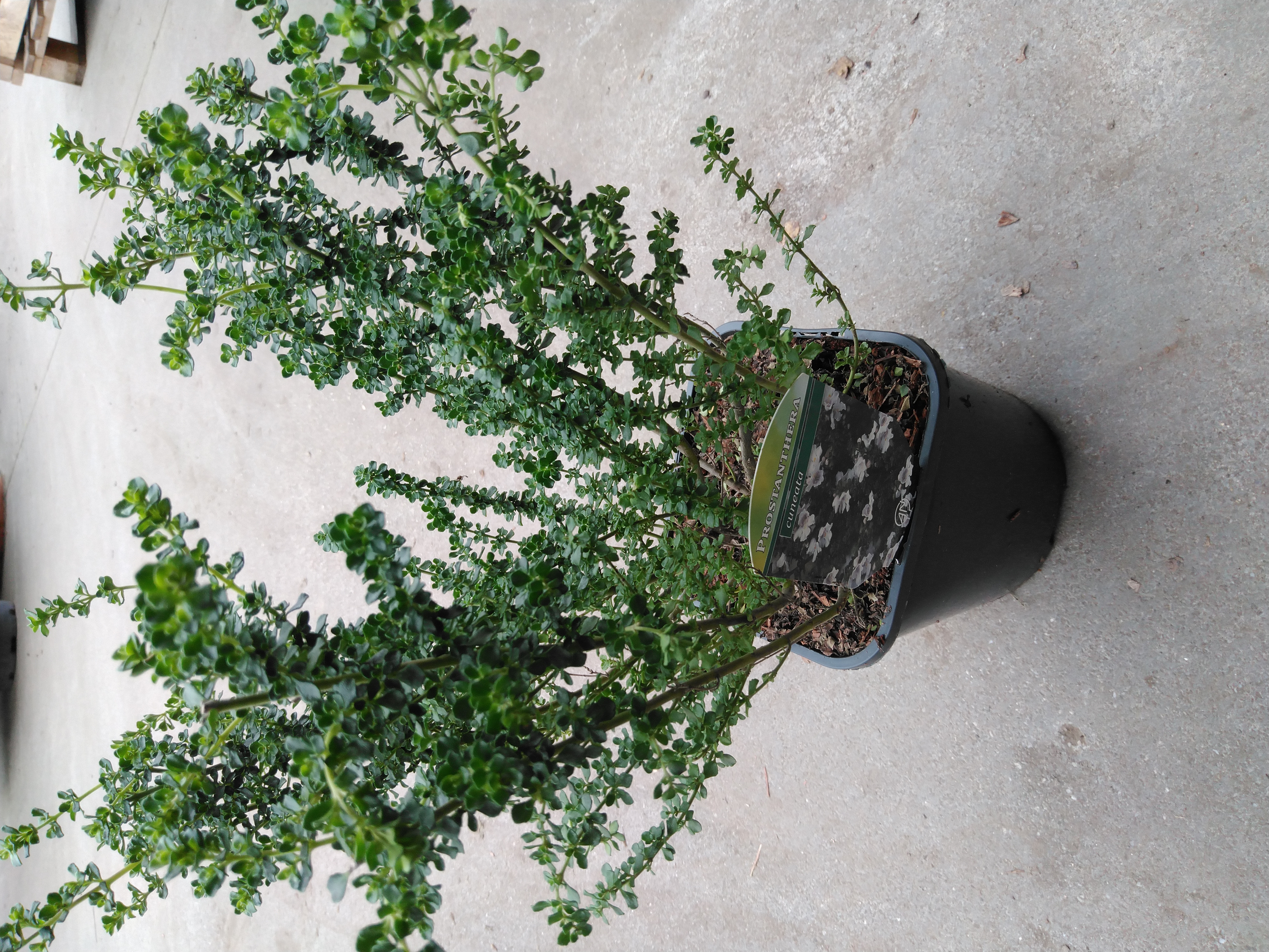 Prostanthera cuneata