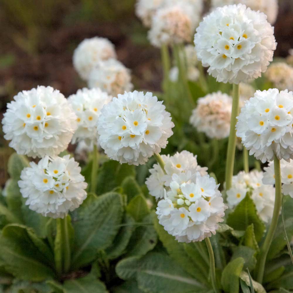 Primula denticulata Alba Primula denticulata Alba