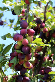 Wonder Tree - Prunus dom. Calypso Wonder Tree - Prunus dom. Calypso