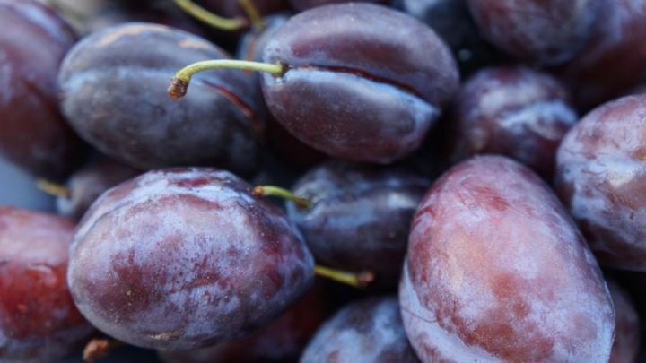 Prunus dom. 'Hauszwetsche' Prunus dom. 'Hauszwetsche'
