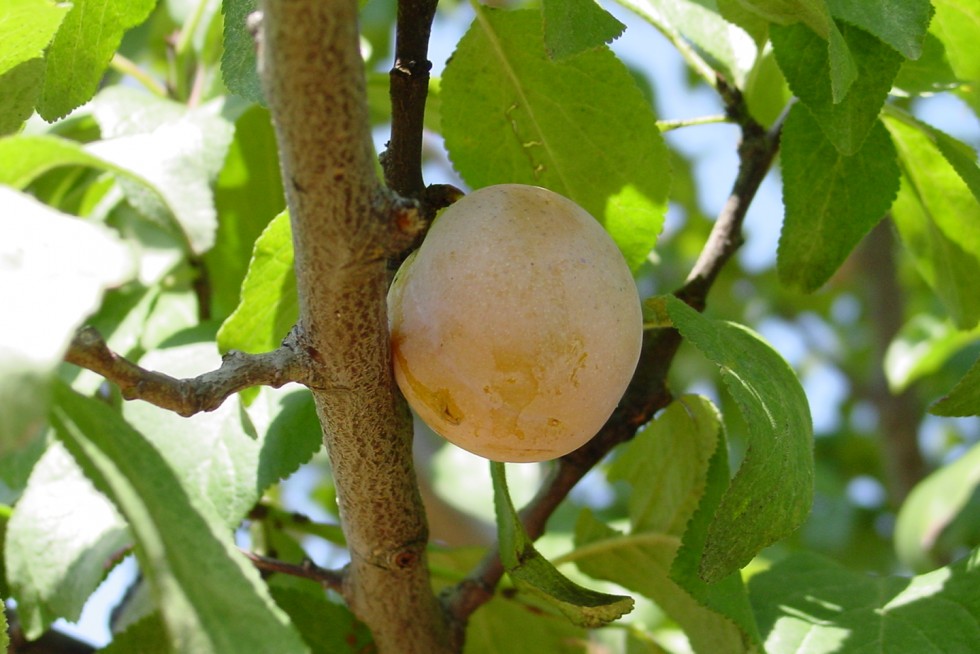 Prunus dom. 'Jefferson'  