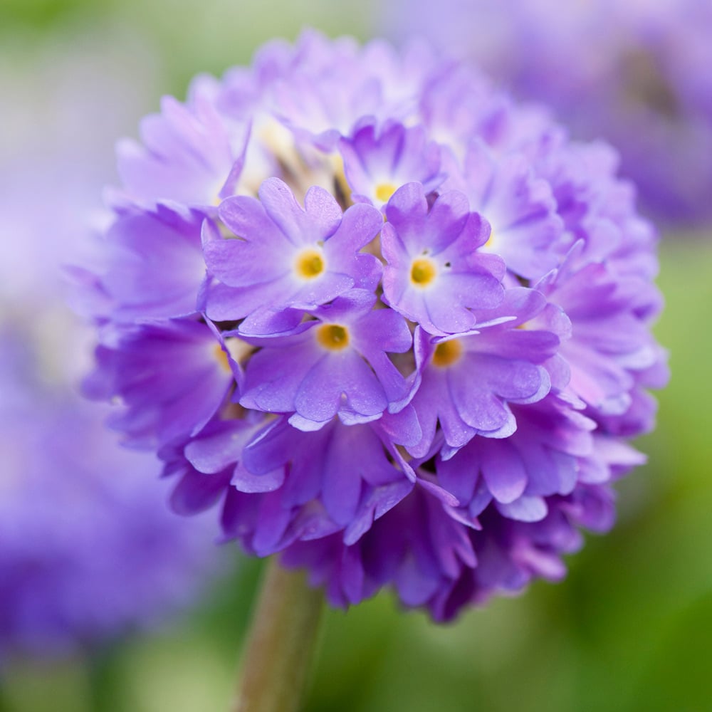 Primula denticulata Lilac