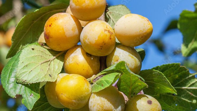 Prunus dom. 'Mirabelle de Nancy'