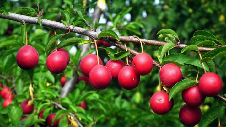 Prunus dom. 'Mirabelle Ruby' Prunus dom. 'Mirabelle Ruby'