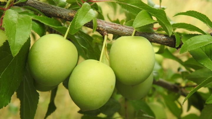 Prunus dom. 'Ontario' Prunus dom. 'Ontario'