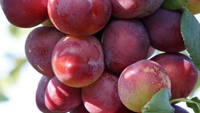 Prunus dom. 'Opal' Prunus dom. 'Opal'