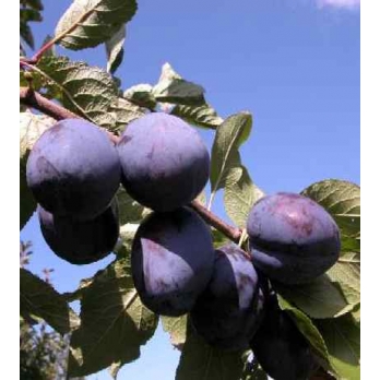 Prunus dom. 'Président' Prunus dom. 'Président'