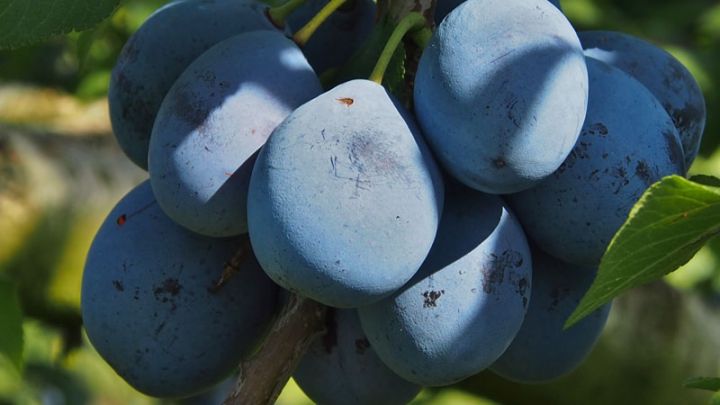 Prunus dom. 'Stanley' Prunus dom. 'Stanley'
