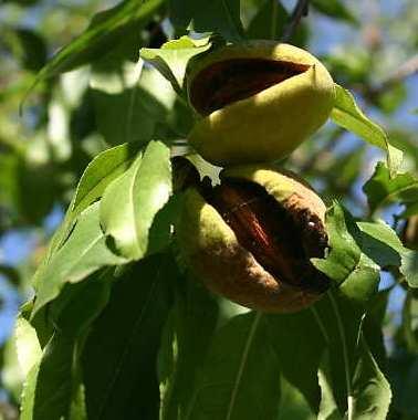 Prunus dulcis Prunus dulcis