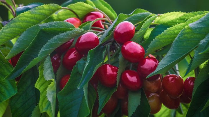 Prunus avium 'Hedelfinger' struik Prunus avium 'Hedelfinger' struik