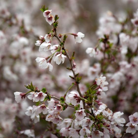 Prunus incisa 'Kojou-no-mai' Prunus incisa 'Kojou-no-mai'