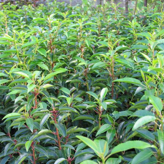 Prunus l. 'Angustifolia' Prunus l. 'Angustifolia'
