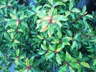 Prunus l. x 'Brenelia'PBR Prunus l. x 'Brenelia'PBR