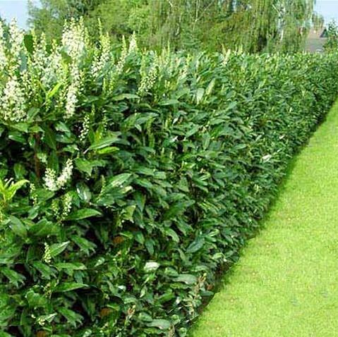 Prunus laur. 'Caucasica' Prunus laur. 'Caucasica'