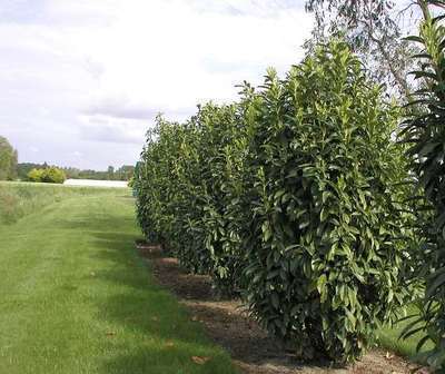 Prunus laur. 'Geniola' ®