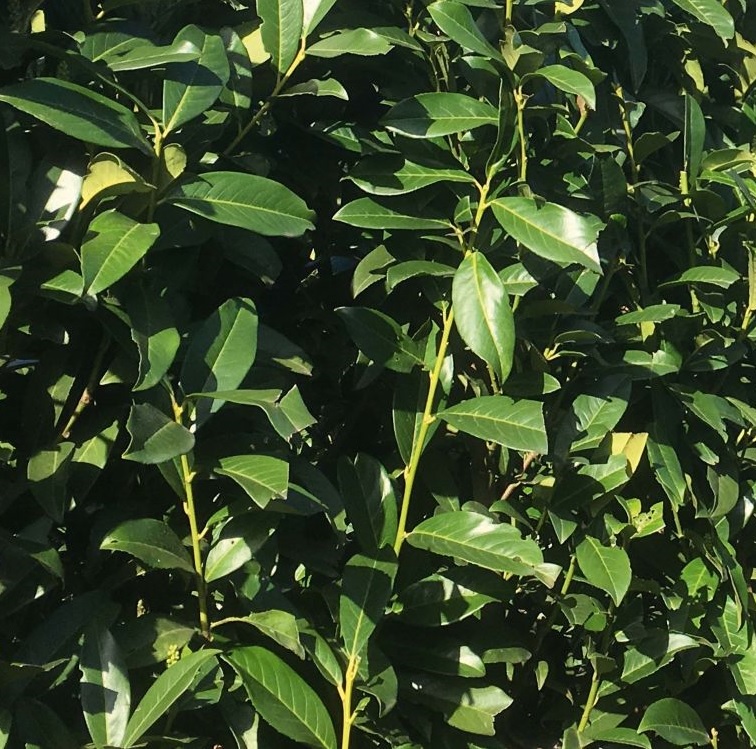 Prunus laur. 'Geniola' ®