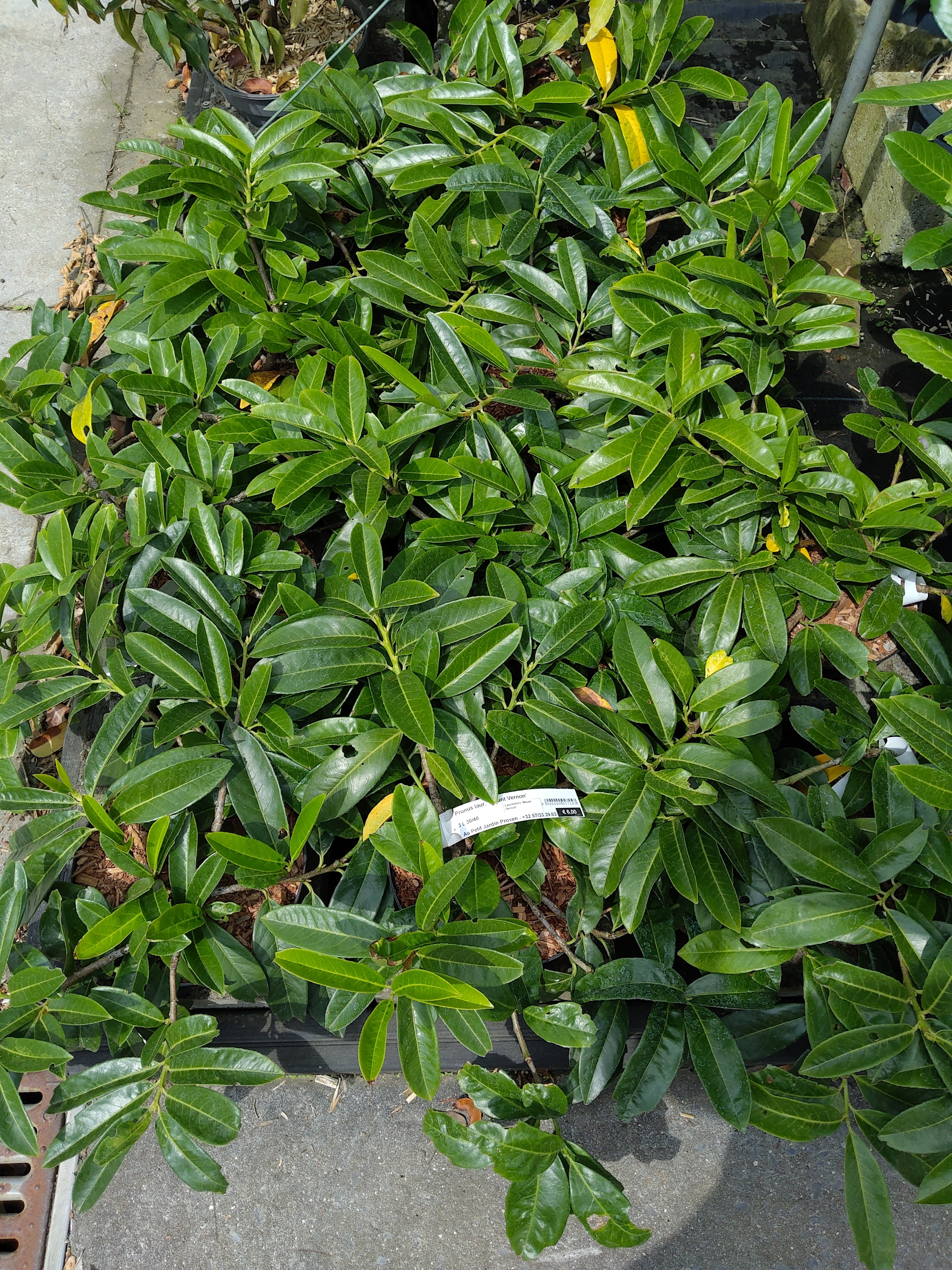 Prunus laur. 'Mount Vernon'