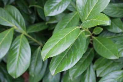 Prunus laur. 'Novita' Prunus laur. 'Novita'