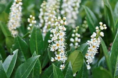 Prunus laur. 'Otto Luyken'