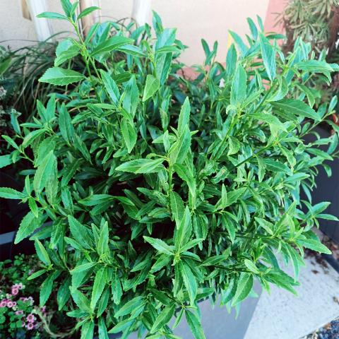 Prunus laur. 'Sofia' Prunus laur. 'Sofia'