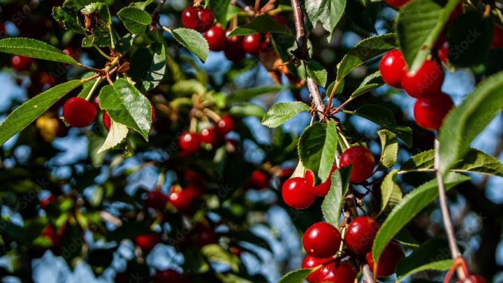 Prunus avium 'Morel' Prunus avium 'Morel'